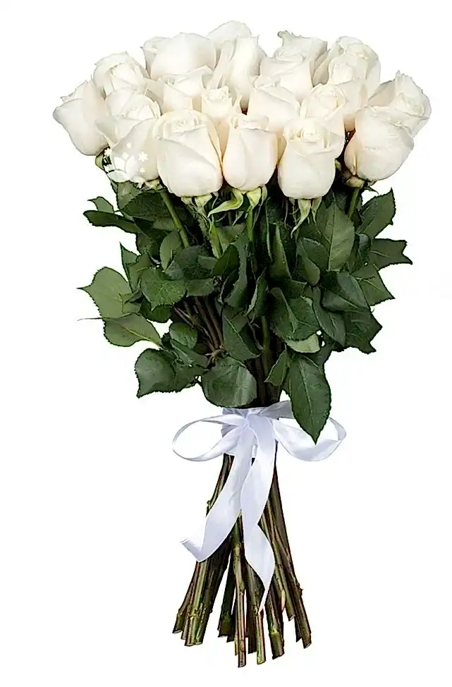 25 White Roses