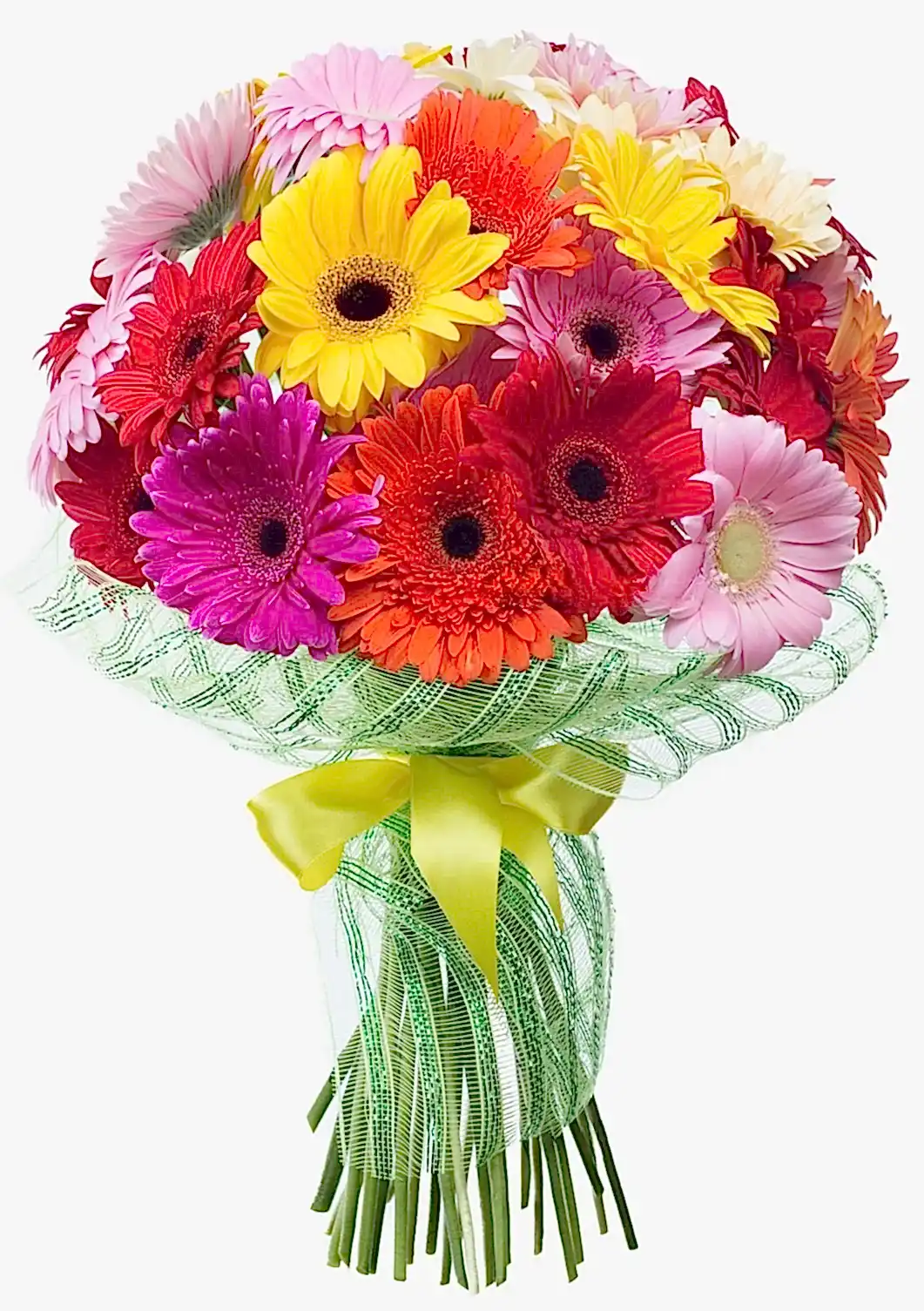 31 Gerberas