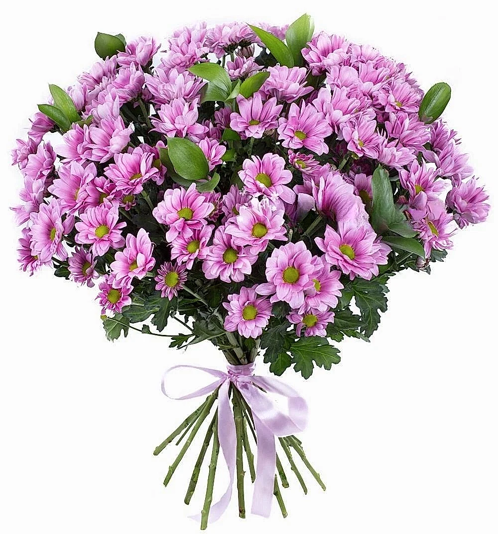 12 Pink Сhrysanthemums