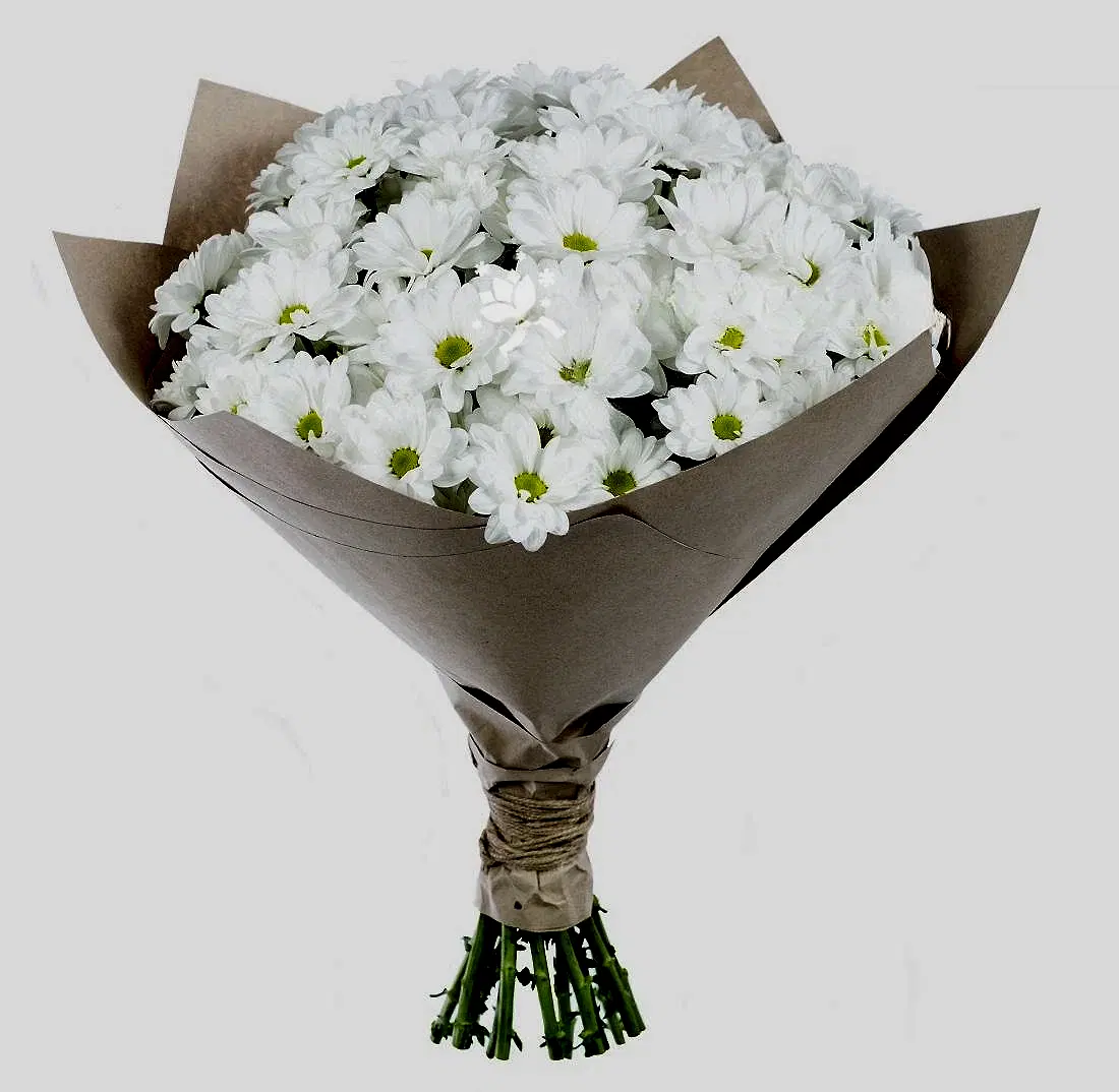 17 White Сhrysanthemums