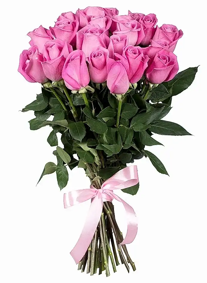 Pink Roses